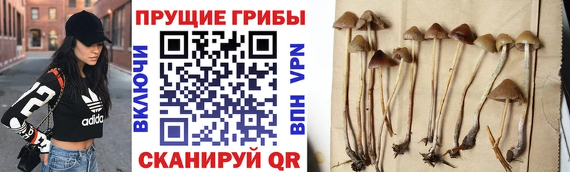 где можно купить   Азов  Галлюциногенные грибы Cubensis 